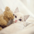 User TheRealKitten TheRealKitten, Profilbild, Foto, Avatar